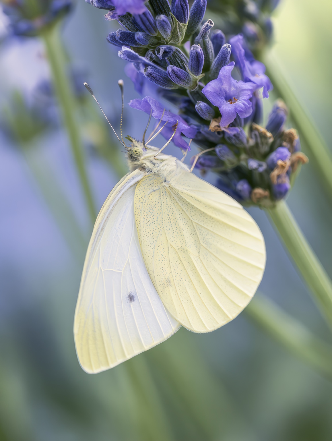 A pale butterfly resting among lavender flowers