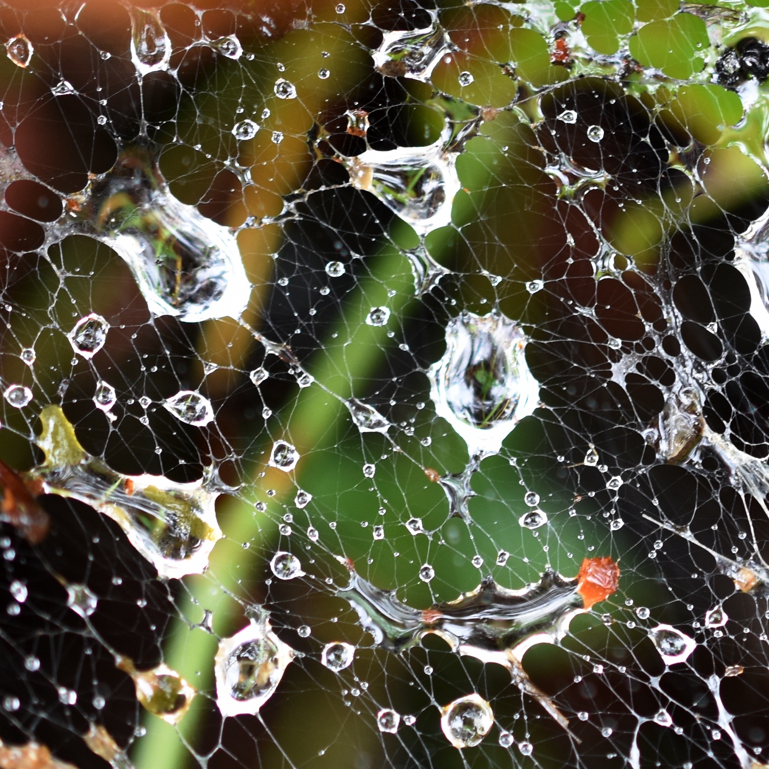 A delicate spider web covered in bright morning dew