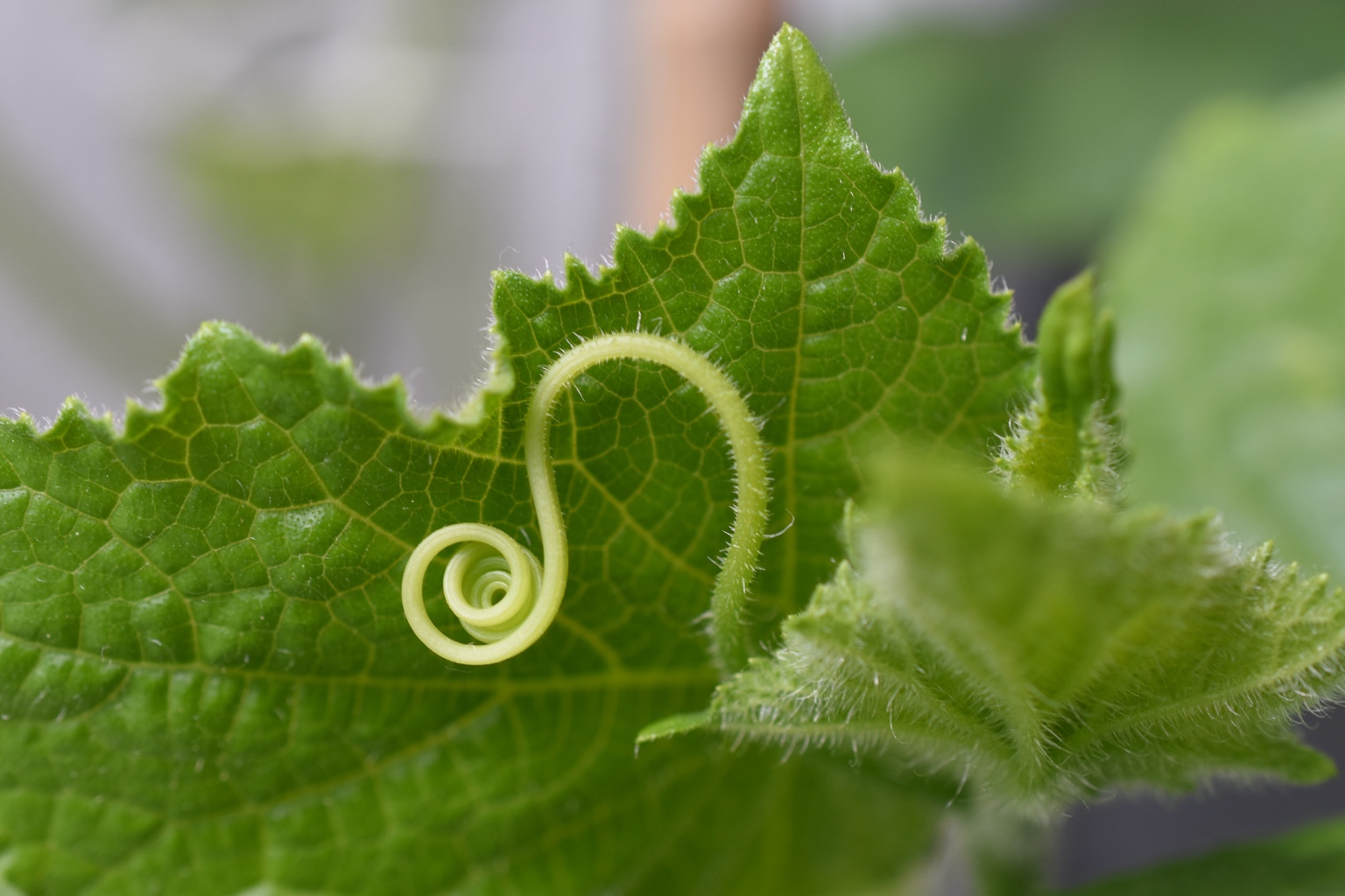 A young green tendril curled into a precise spiral