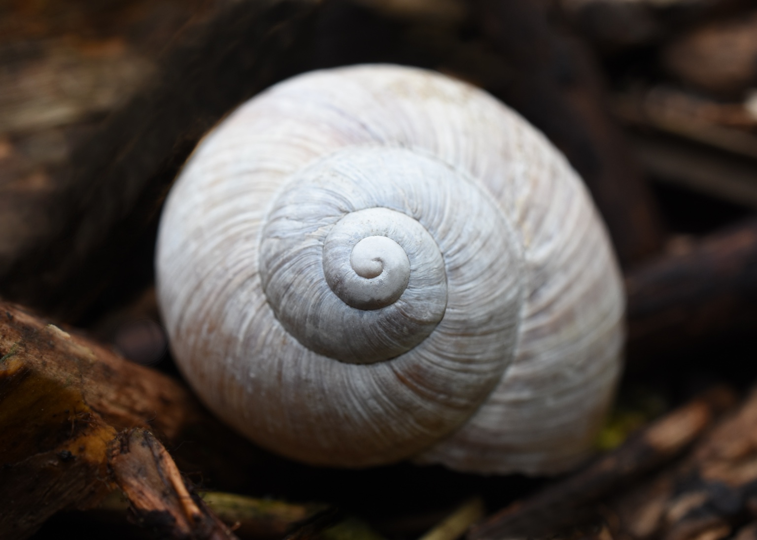 The pale spiral geometry of a snail shell