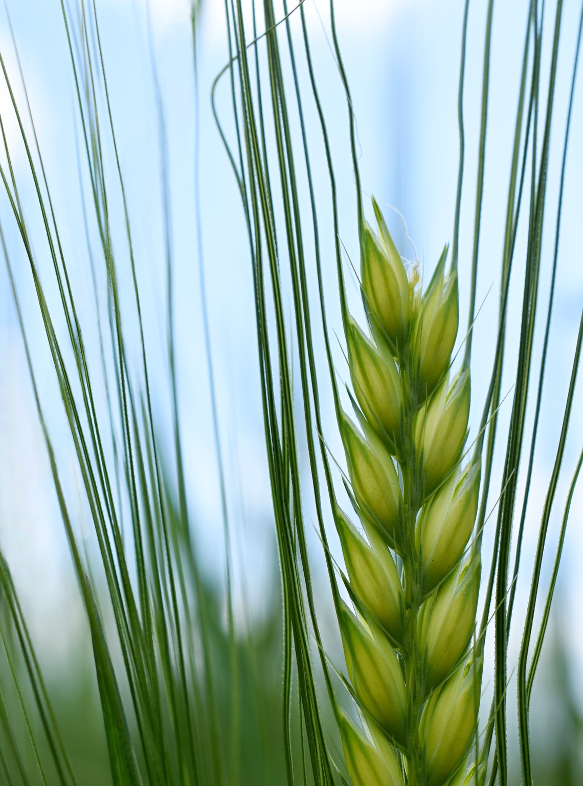 A green grain head framed by fine awns against a pale blue sky