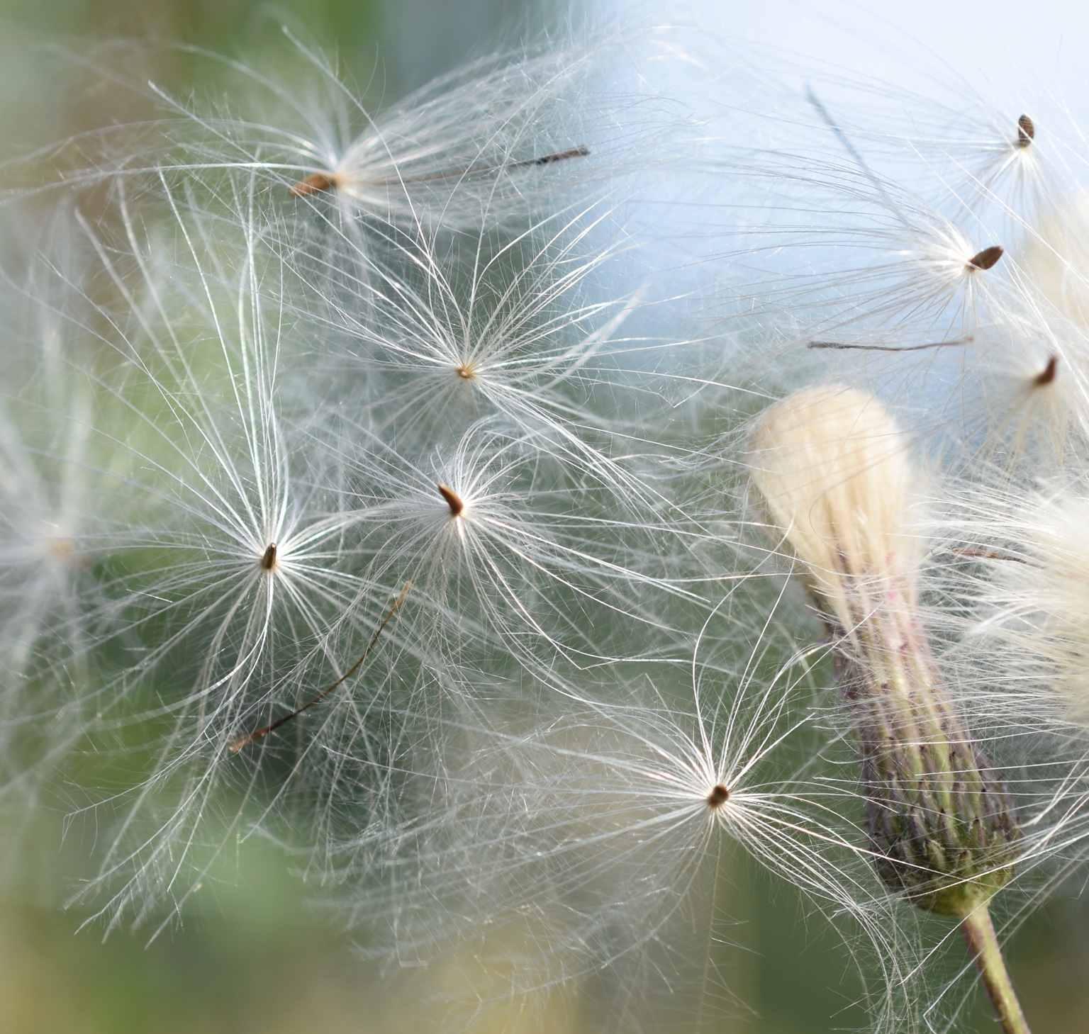 A delicate seed drifting above a dark natural background