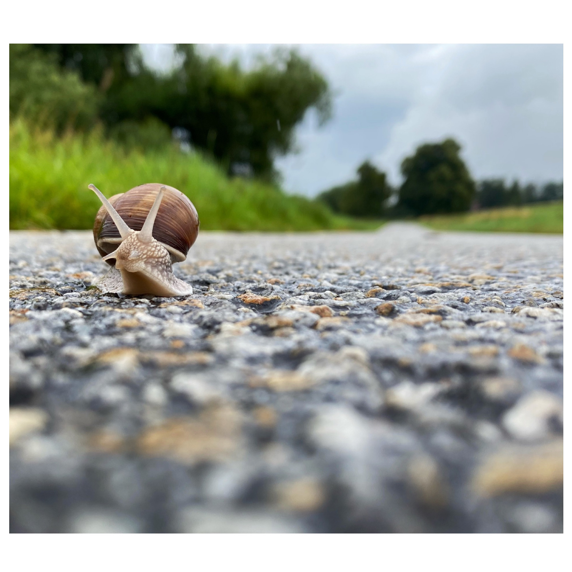A small snail crossing a country road from a ground-level perspective