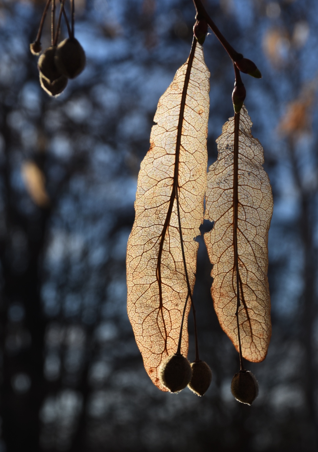 Translucent dried leaves glowing against a dark background